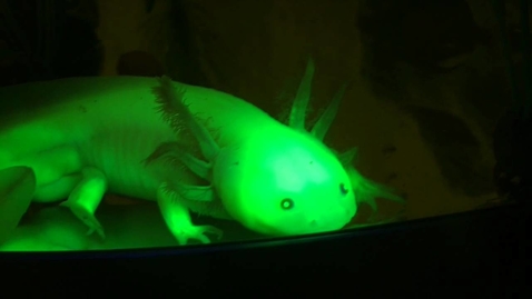 Thumbnail for entry Connecticut College Chemistry: Genetically Modified Glowing Axolotls