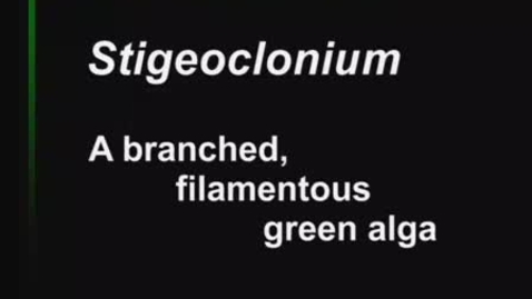 Thumbnail for entry Stigeoclonium