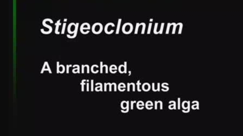Thumbnail for Stigeoclonium