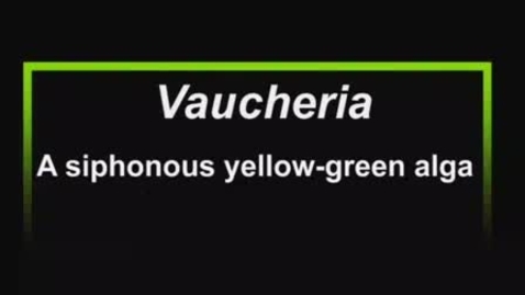 Thumbnail for Vaucheria_a