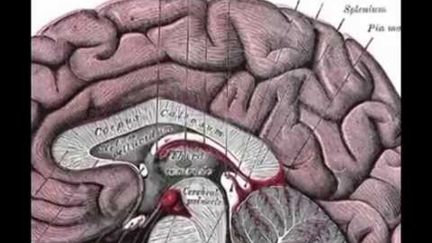 Thumbnail for OTP05 neuropsychology in 10 minutes