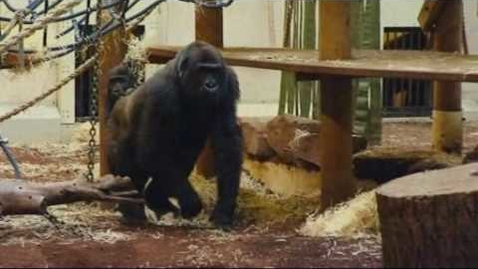 Thumbnail for OBE 16 - BeursGorilla Jacko doet een aandelenwissel.