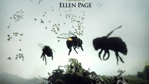 Thumbnail for Vanishing of the Bees 2010.m4v