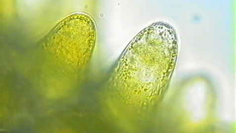 Thumbnail for Marigold cell vacuole