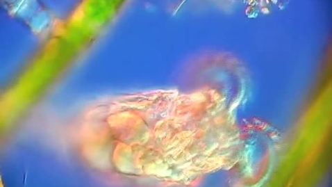 Thumbnail for Rotifer