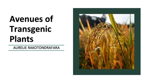 Thumbnail for T12_V5_Avenues of Transgenic plants