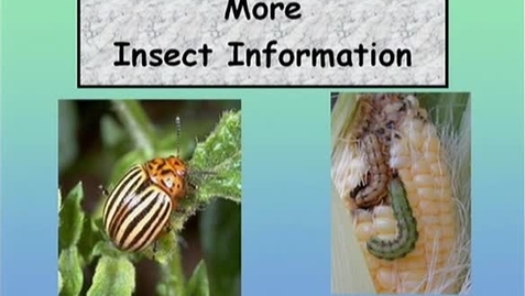 Thumbnail for entry 1.1_003_FV_More Insect Information