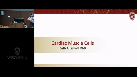 Thumbnail for BIB - REC Cardiac Muscle Cells
