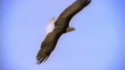 Thumbnail for Eagle vs. Ostrich