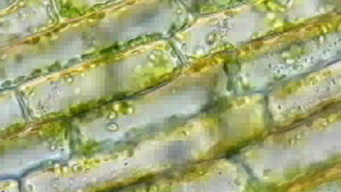 Thumbnail for Elodea_Cyclosis