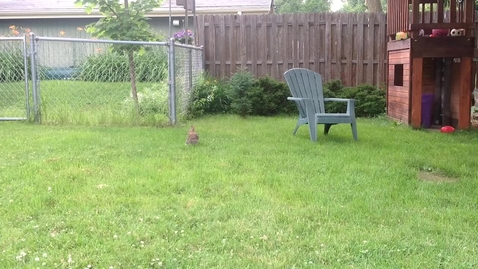 Thumbnail for Watership Down test footage