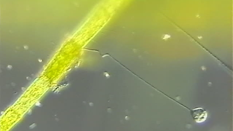 Thumbnail for Feeding