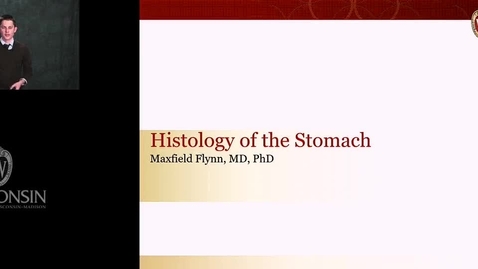 Thumbnail for Flynn - Histology of the Stomach