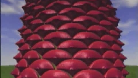 Thumbnail for Pine_2