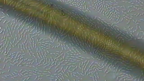 Thumbnail for Bacteria
