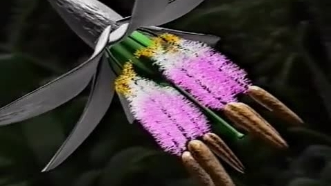 Thumbnail for Flowering_Plant_1