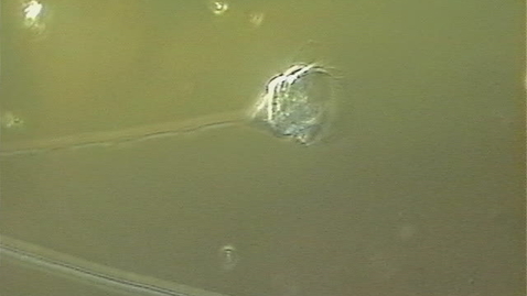 Thumbnail for Reaction.mov