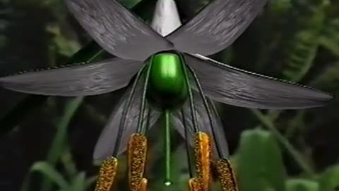 Thumbnail for Flowering_Plant_2