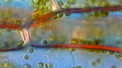 Thumbnail for Cellular detail