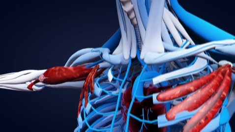 Thumbnail for 3D human anatomical model from top down