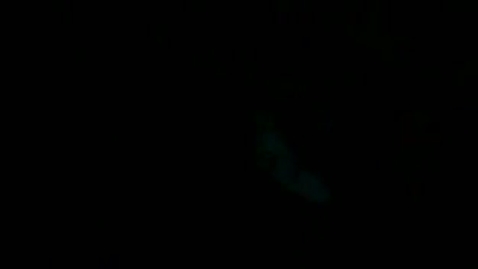 Thumbnail for Eptatretus stoutii (Hagfish) feeding