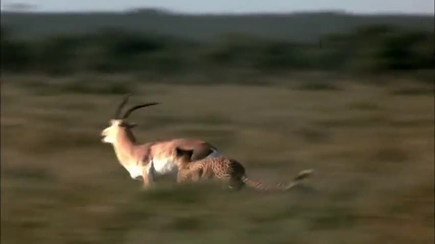 Thumbnail for The Shape of Life Vol. 6 - The Survival Game