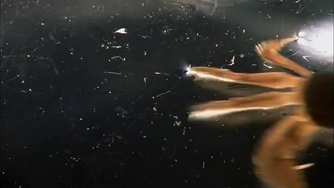 Thumbnail for The Shape of Life Vol. 5 - Conquerors