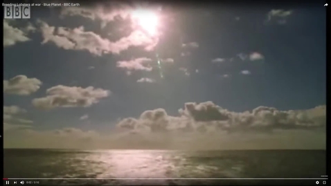 Thumbnail for Breeding Lobsters at war - Blue Planet - BBC Earth