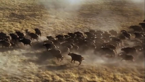 Thumbnail for The Shape of Life Vol. 7 - Ultimate Animal