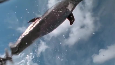 Thumbnail for The Shape of Life Vol. 2 - Life on the Move