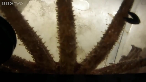 Thumbnail for Zombie Starfish - Nature's Weirdest Events- Series 4 Episode 3 Preview - BBC Two