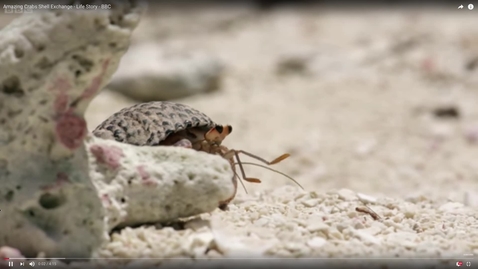 Thumbnail for Amazing Crabs Shell Exchange - Life Story - BBC