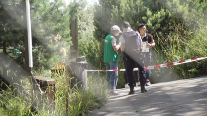 Tragischer Unfall Im Zoo Zurich Tiger Verletzt Tierpflegerin Todlich Schweiz Aargauer Zeitung