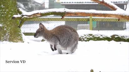 Punktlich Zum Winteranfang Liegt Das Flachland Unter Der Ersten Schneedecke Schweiz rgauer Zeitung
