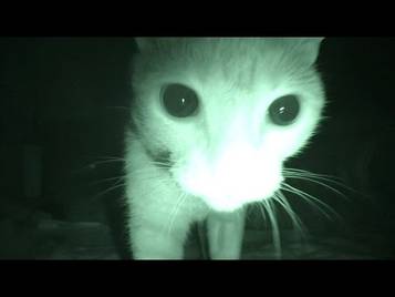 Der Ganz Normale Horror Das Macht Ihre Katze Nachts Vermischtes