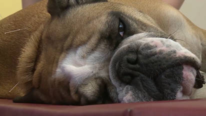 Bulldogge Fred Hat Epilepsie So Kann Er Das Leben Trotzdem Geniessen Gesundheit Wissen Solothurner Zeitung