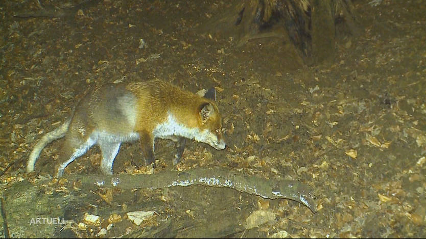 Wurenlos Warnt Vor Der Krankheit Fuchsraude Auch Hunde Konnen Sich Anstecken Baden Aargau Badener Tagblatt