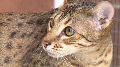 Savannah Katzen In Aktion Im Beitrag Der Sendung Tierisch