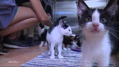 Uber 90 Katzen Dem Aargauer Tierheim Droht Ein Aufnahmestopp