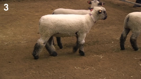 Thumbnail for Class 15 - Entry 3 Breeding Ewes (1).mp4