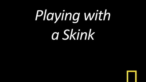 Thumbnail for Kitty Cams: Playing with a Skink