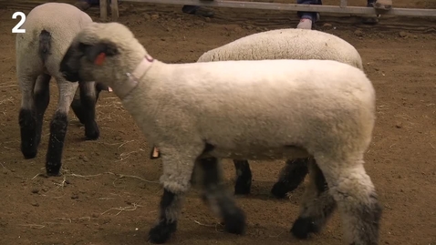 Thumbnail for Class 15 - Entry 2 Breeding Ewes (1)