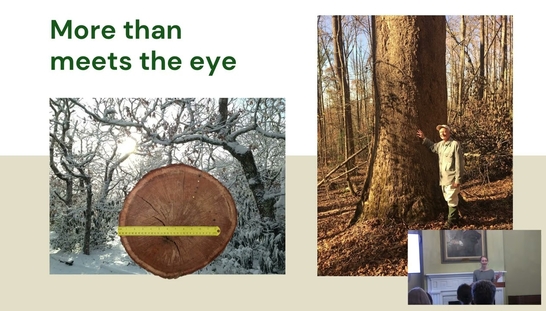 Planning a Future for Old-Growth Forests