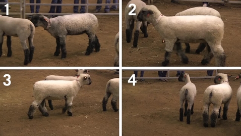 Thumbnail for Class 15 - Results - Breeding Ewes - with Official Critique