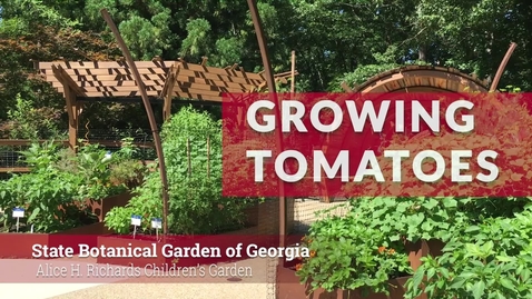 Thumbnail for entry State Botanical Garden of Georgia: Growing Tomatoes