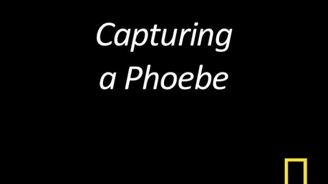 Thumbnail for Kitty Cams: Capturing a Phoebe