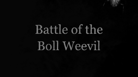 Thumbnail for Animation_BollWeevil