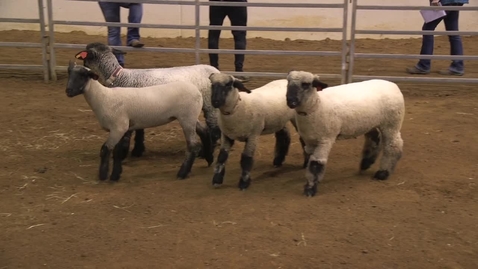 Thumbnail for Class 15 Grouped Breeding Ewes