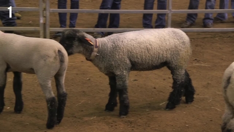 Thumbnail for Class 15 - Entry 1 Breeding Ewes (1)