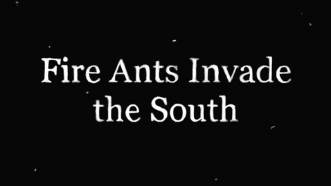 Thumbnail for Animation_FireAnts